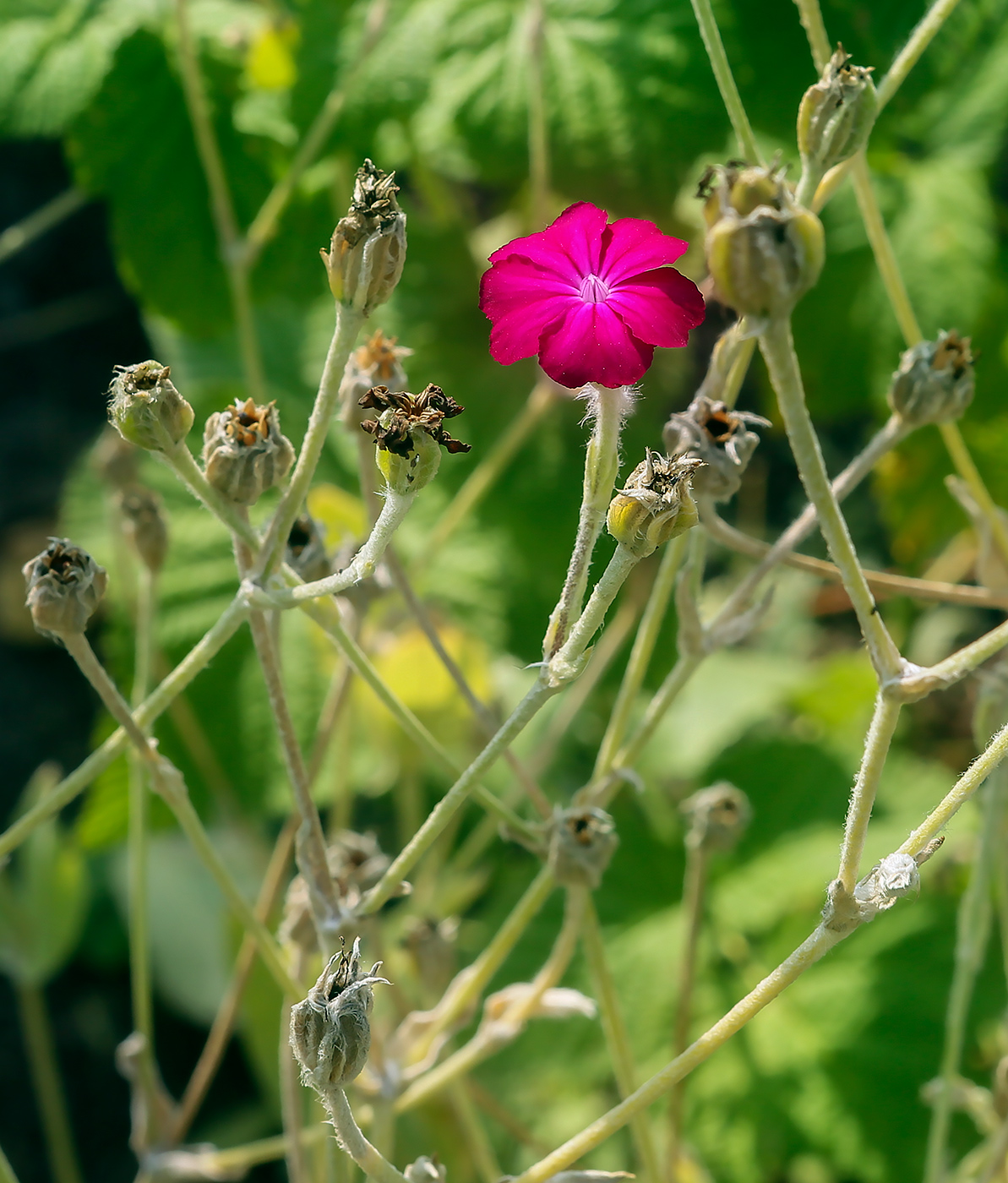 Image of Lychnis coronaria specimen.