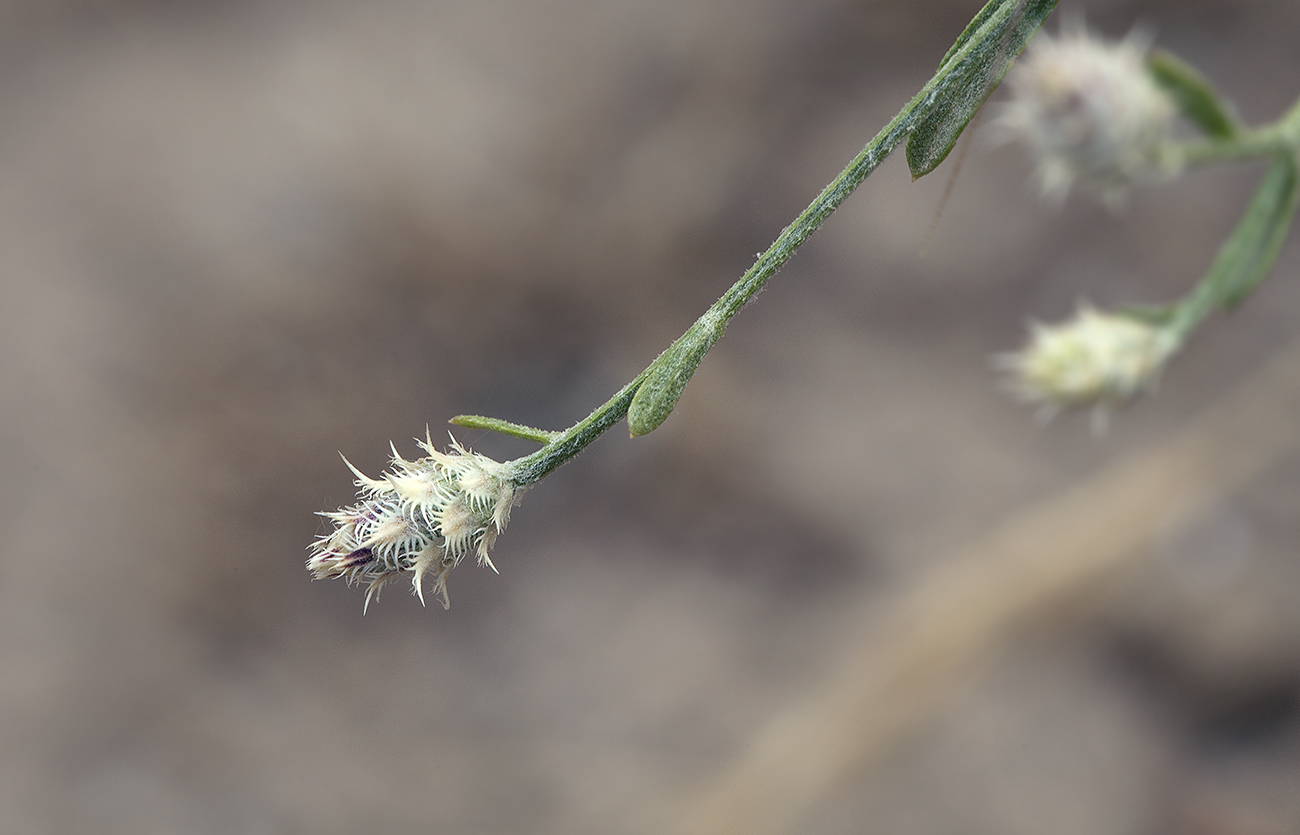 Изображение особи Centaurea pseudosquarrosa.