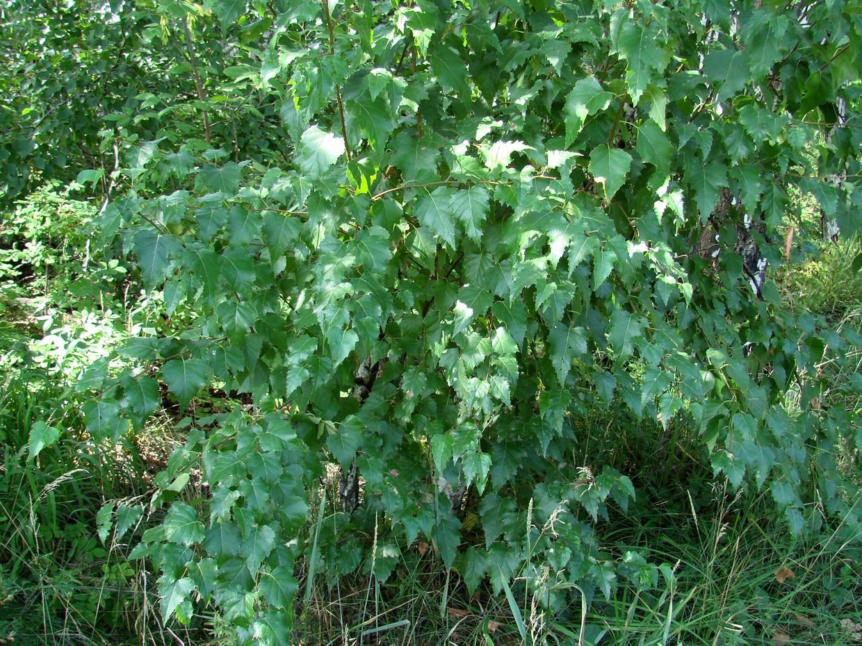 Изображение особи Betula pendula.