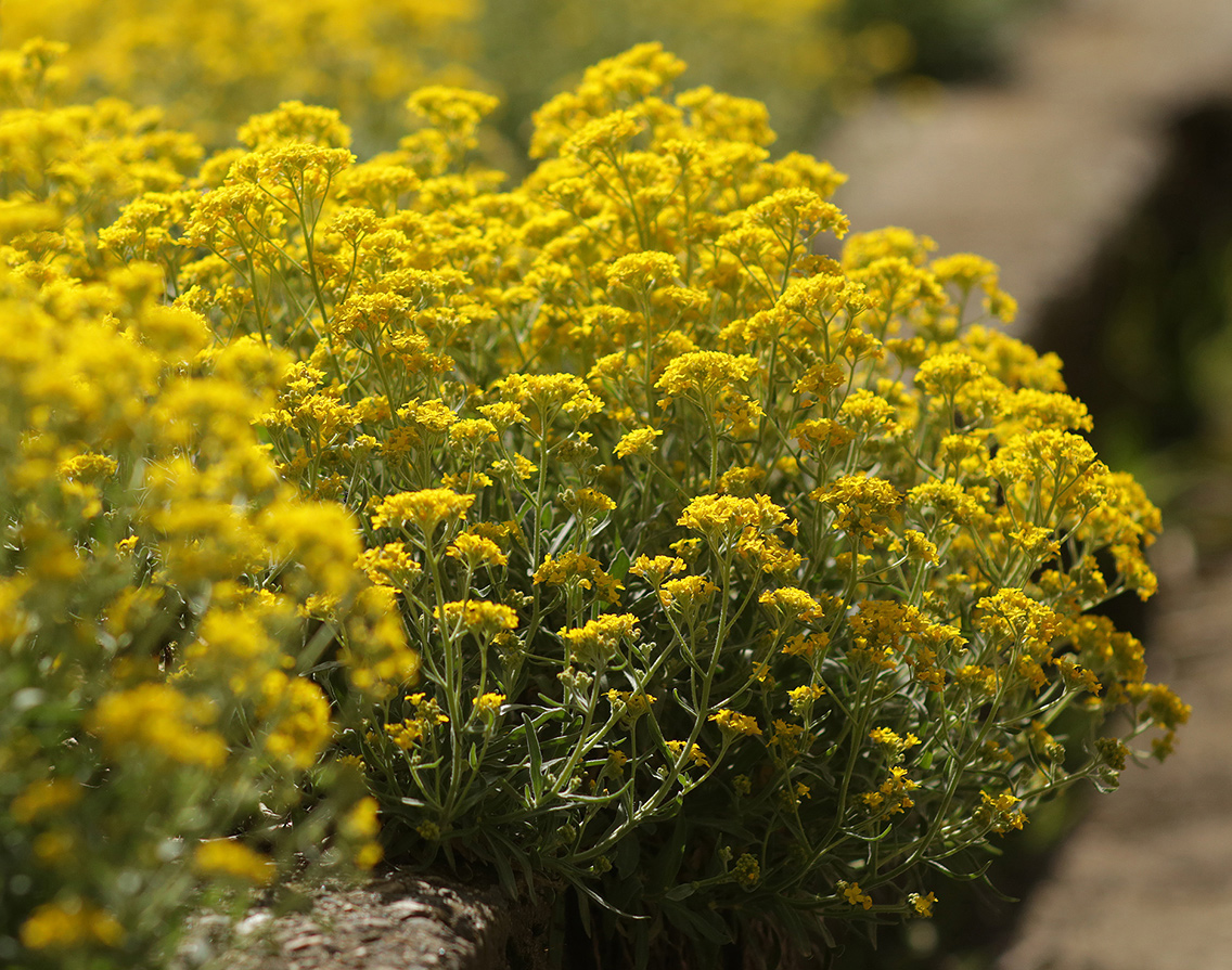 Изображение особи Aurinia saxatilis.