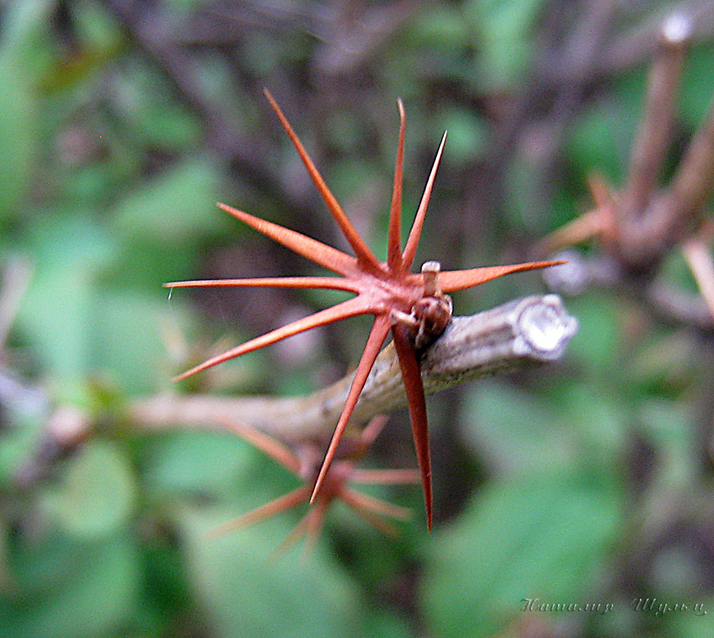 Image of Berberis vulgaris specimen.