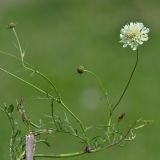 Scabiosa bipinnata