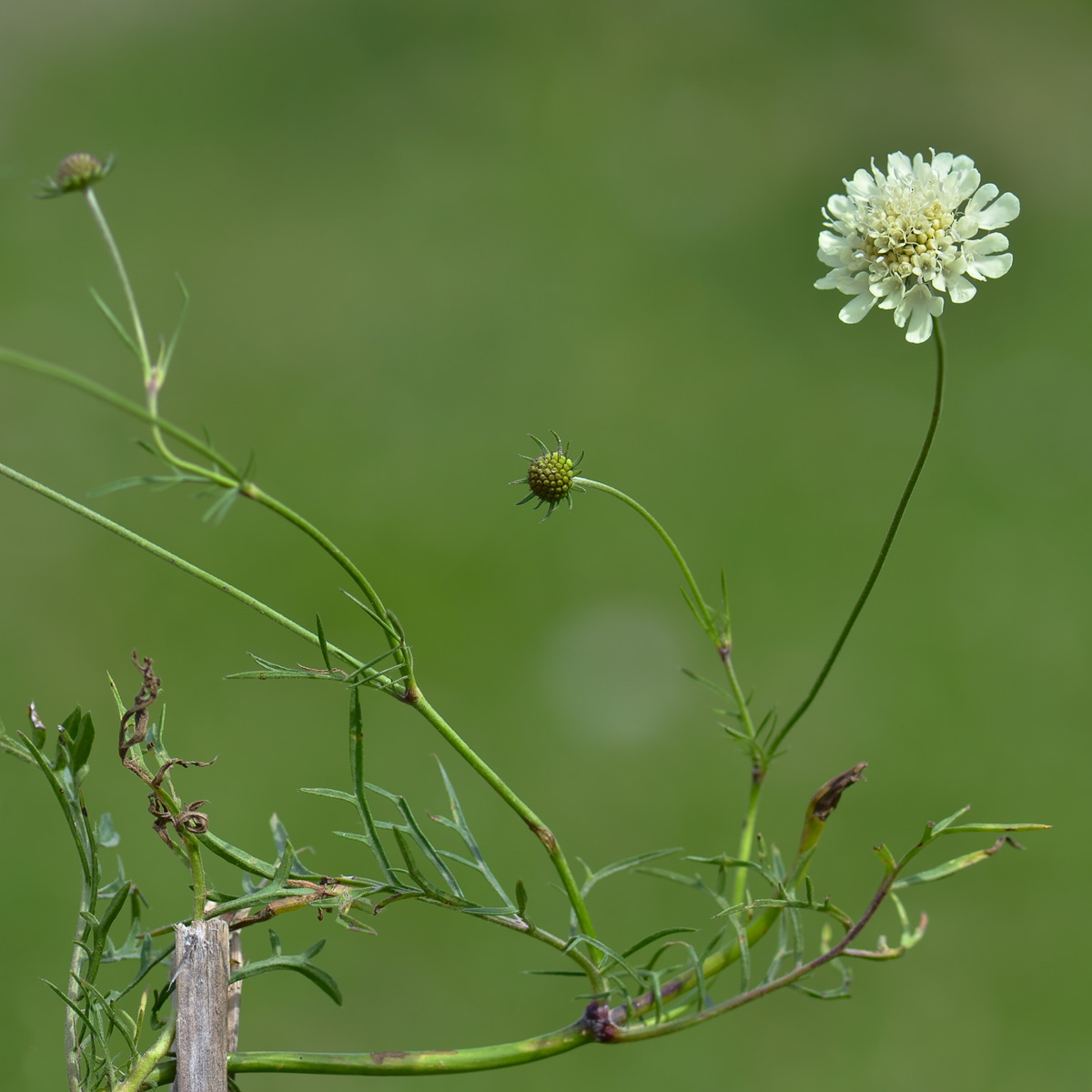 Image of Scabiosa bipinnata specimen.