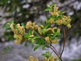 genus Salix