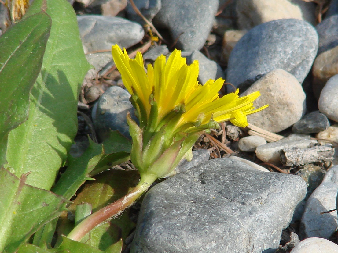 Изображение особи род Taraxacum.