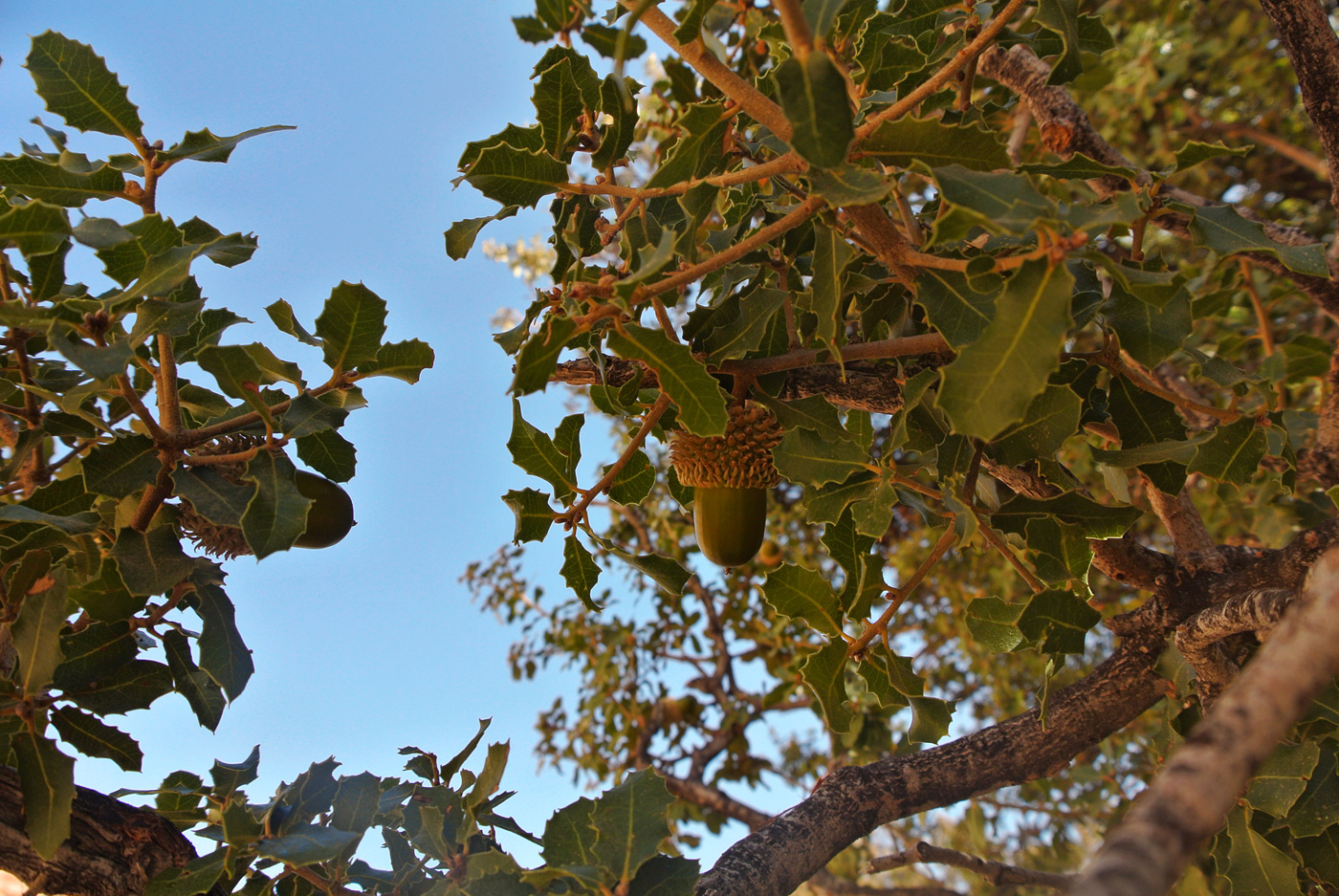 Image of Quercus ithaburensis specimen.