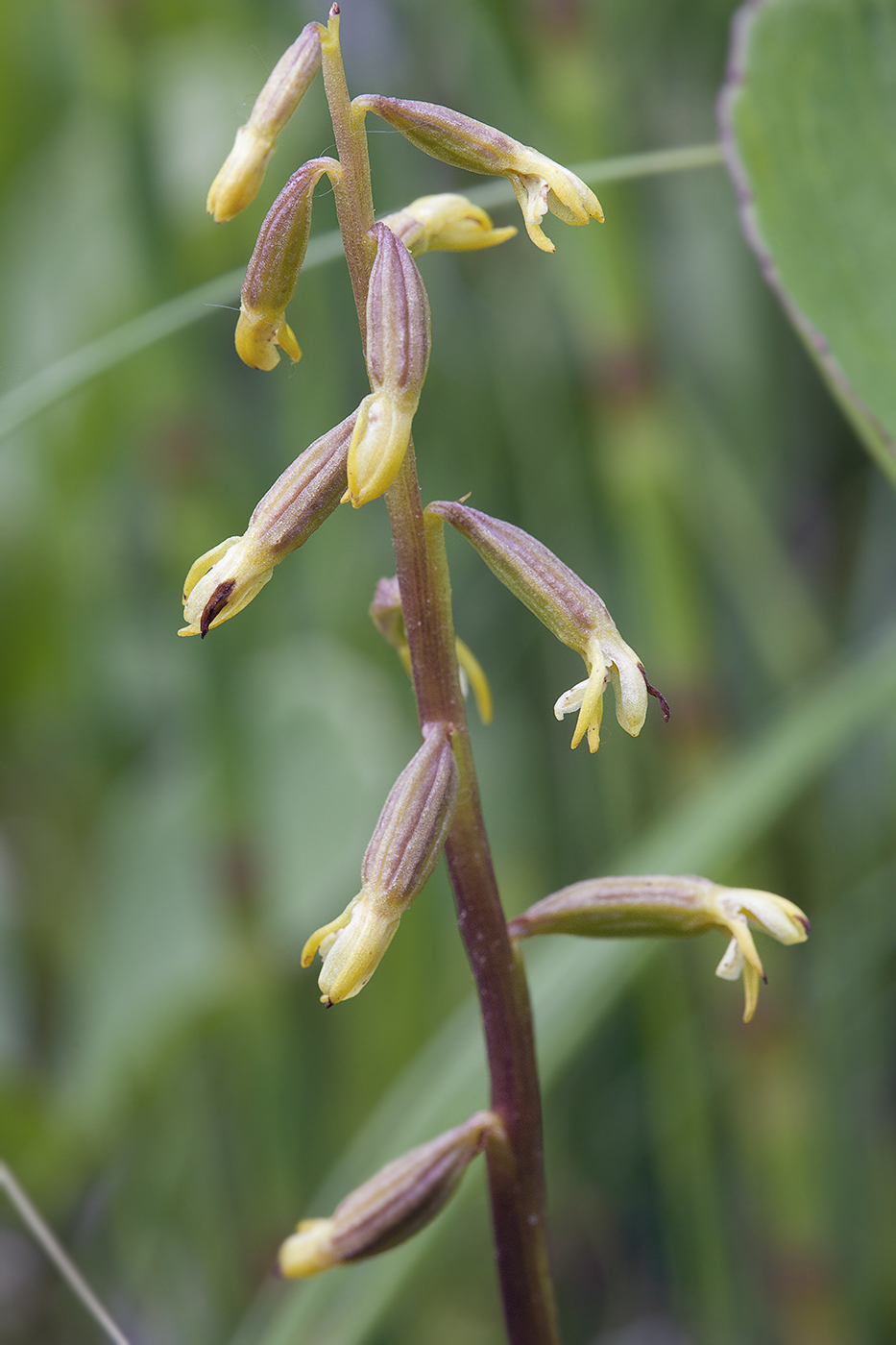 Изображение особи Corallorhiza trifida.