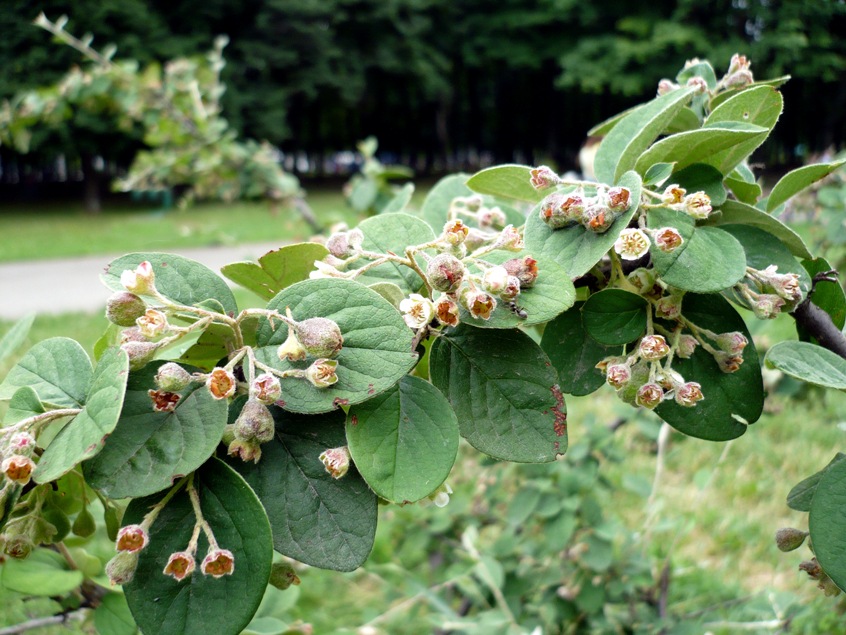 Изображение особи Cotoneaster melanocarpus.