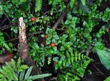 Nertera granadensis. Плодоносящее растение. Малайзия, Камеронское нагорье, гора Ирау, ≈ 1800 м н.у.м., туманный (моховой) лес. 04.05.2017.