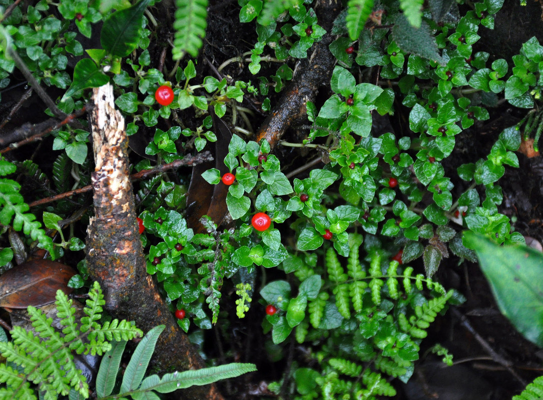 Image of Nertera granadensis specimen.