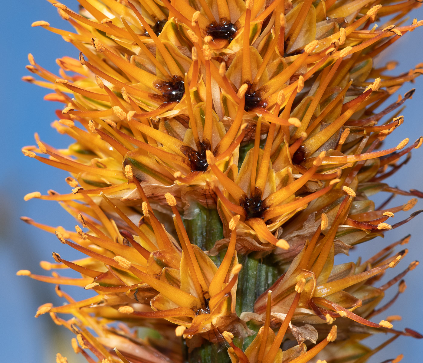 Изображение особи Aloe castanea.