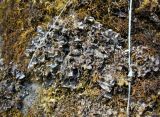 Leptogium cyanescens