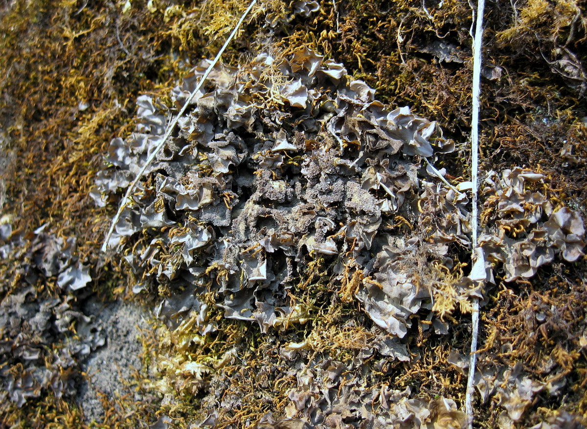 Image of Leptogium cyanescens specimen.