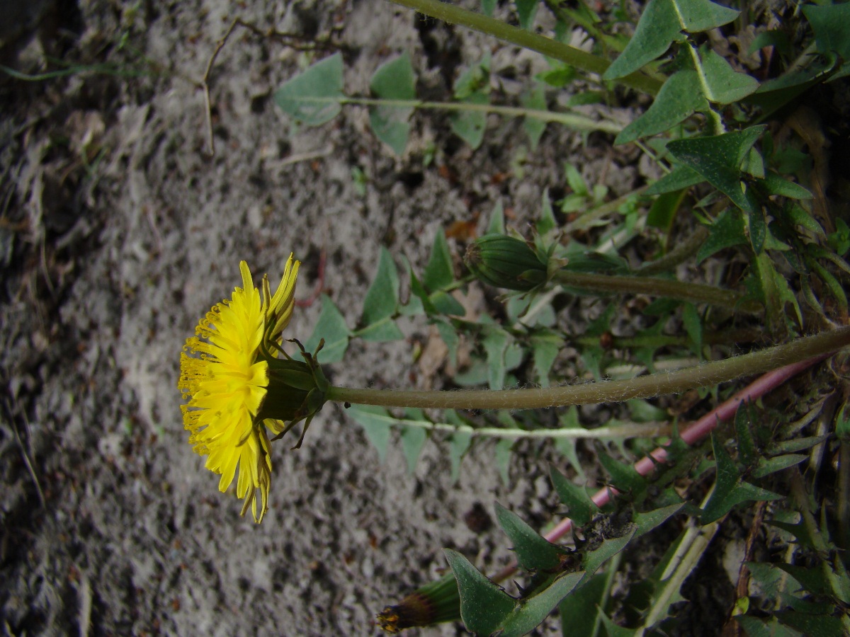 Изображение особи род Taraxacum.