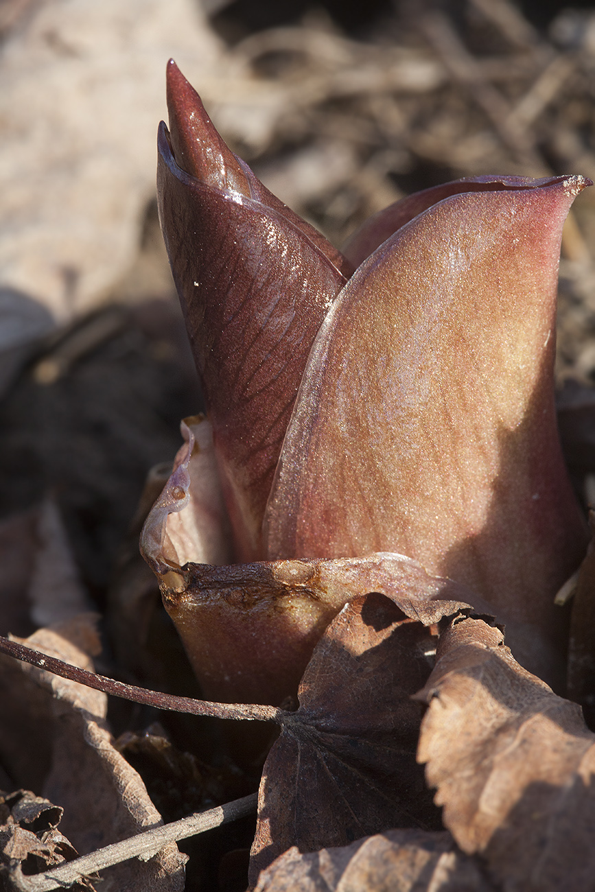 Изображение особи Cardiocrinum cordatum.