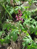 Corydalis cava