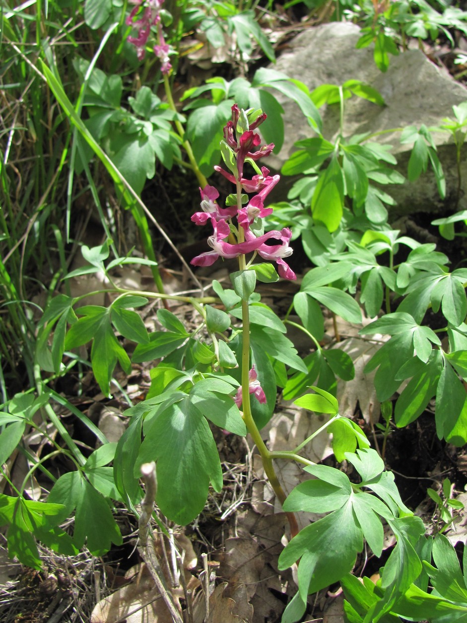 Image of Corydalis cava specimen.