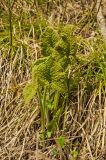 Phlomoides tuberosa. Растение в начале вегетации. Башкортостан, Гафурийский р-н, окр. дер. Толпарово, долина р. Зилим, травянистый склон в нижней части скального массива Кузганак. 3 мая 2019 г.