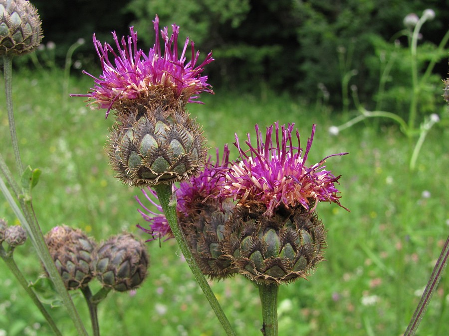 Image of Centaurea ossethica specimen.