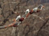 Salix abscondita