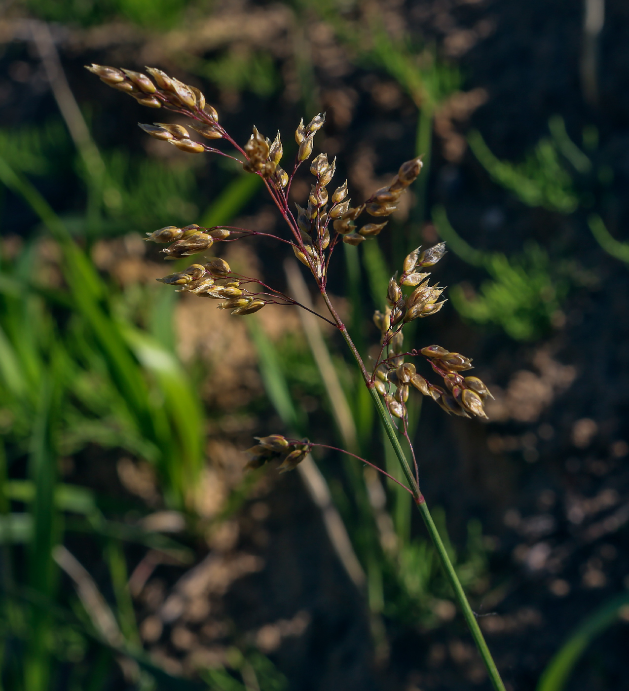 Image of Hierochloe odorata specimen.