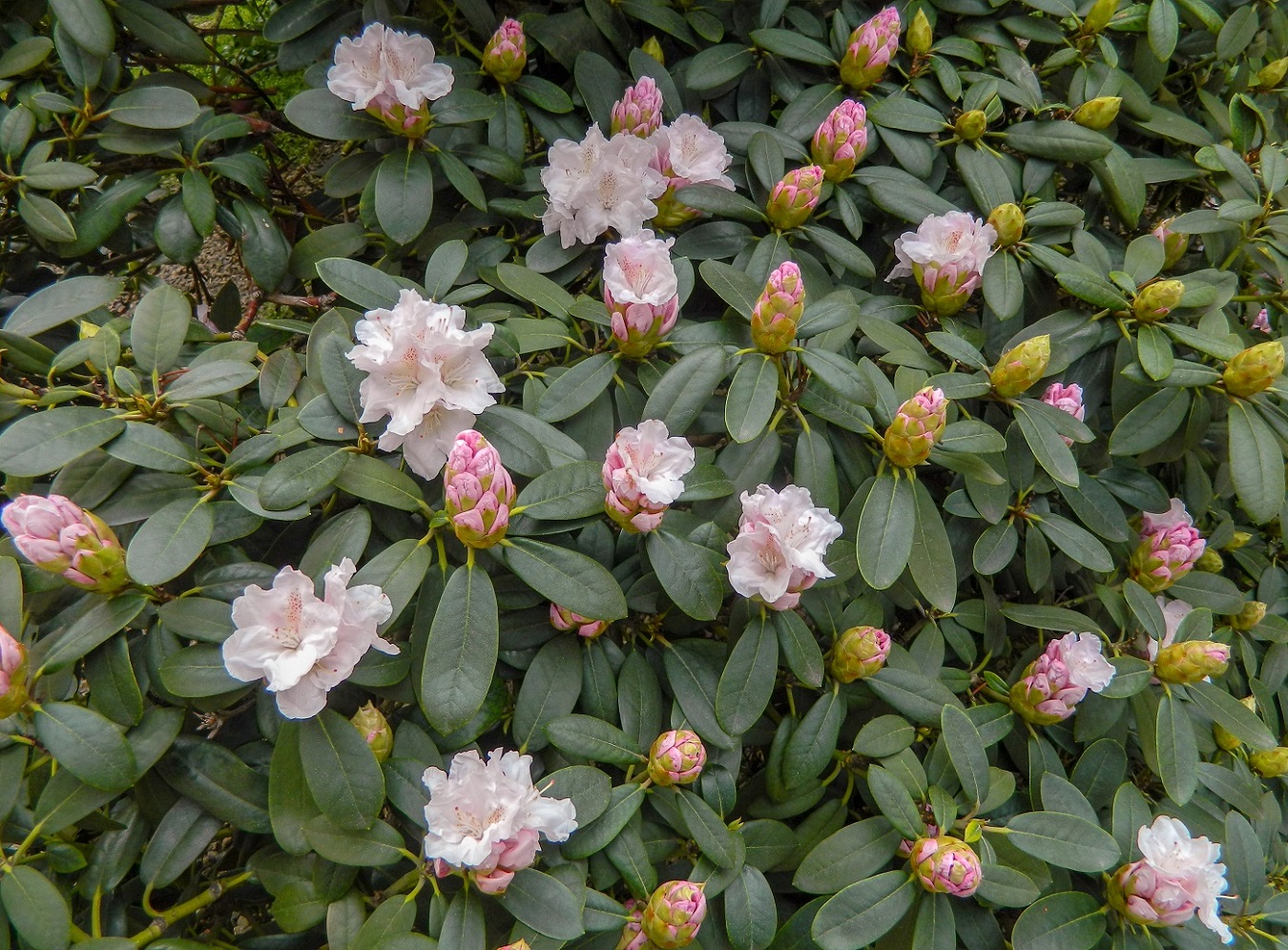 Изображение особи Rhododendron catawbiense.