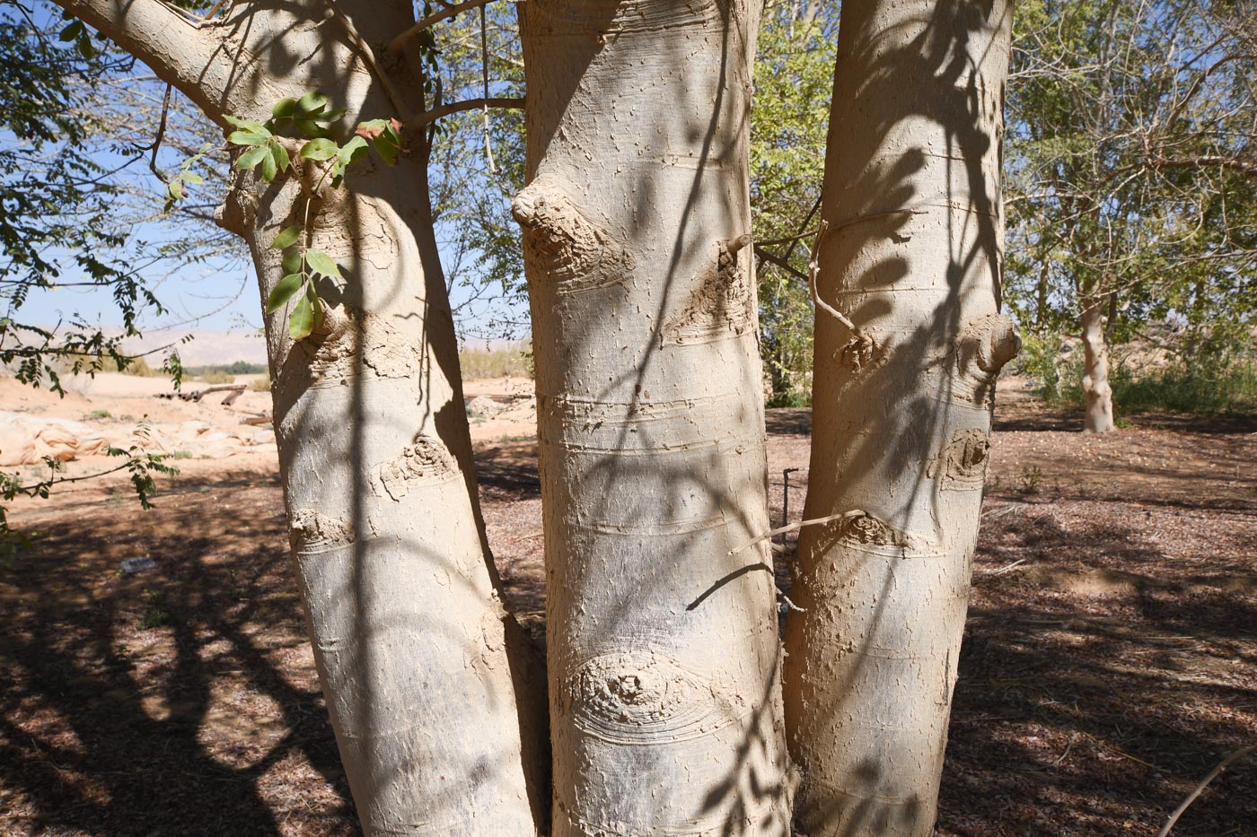 Изображение особи Sclerocarya birrea.