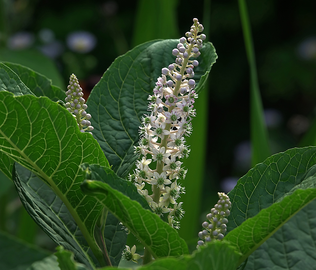 Изображение особи Phytolacca acinosa.