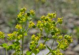 Euphorbia uralensis. Верхушка цветущего и плодоносящего растение. Челябинская обл., Кизильский р-н, окр. с. Богдановское, долина р. Урал, галечный берег, степь. 14 июня 2019 г.