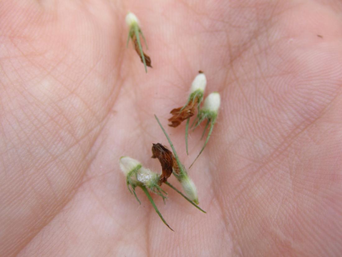 Image of Trifolium alpestre specimen.