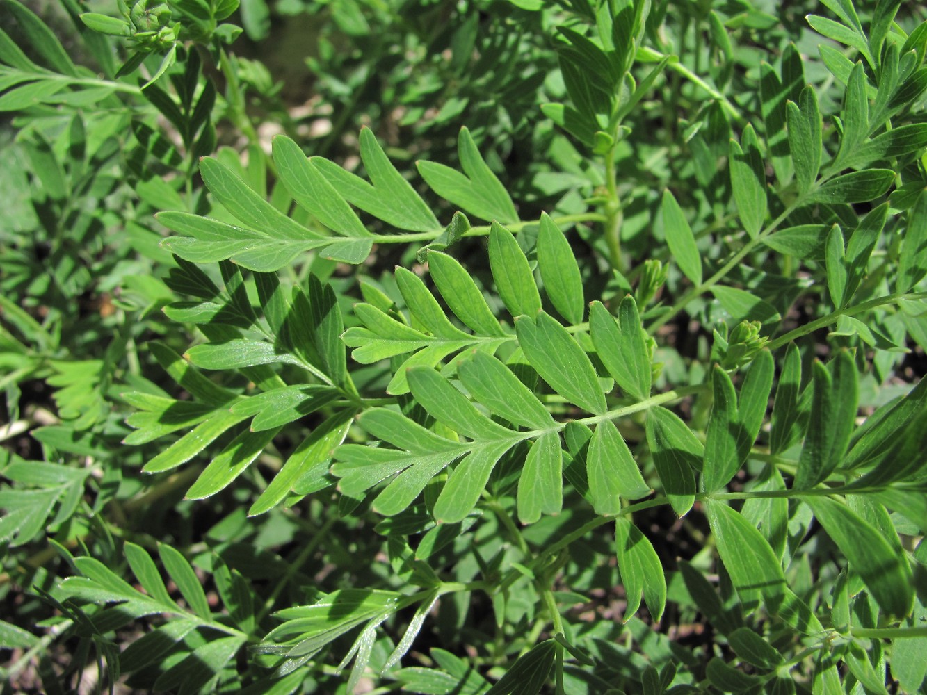 Image of Potentilla orientalis specimen.