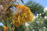 Phoenix canariensis