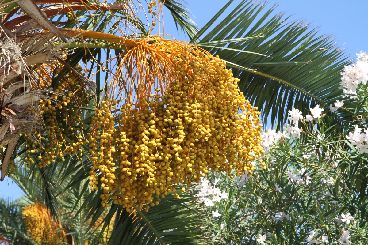 Image of Phoenix canariensis specimen.