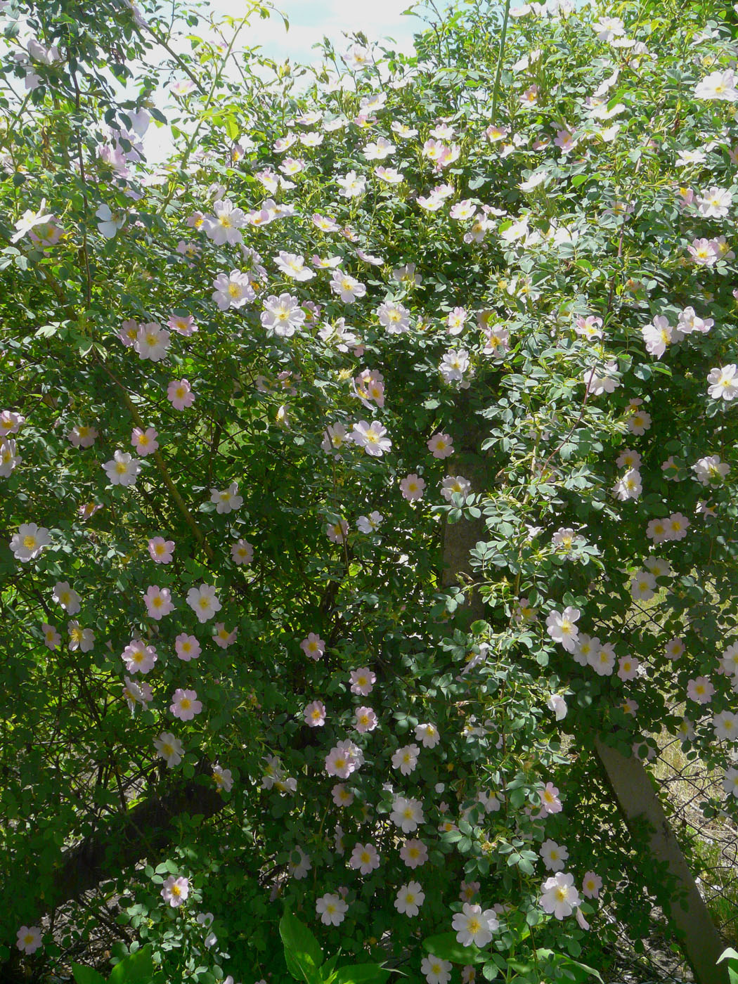 Image of genus Rosa specimen.