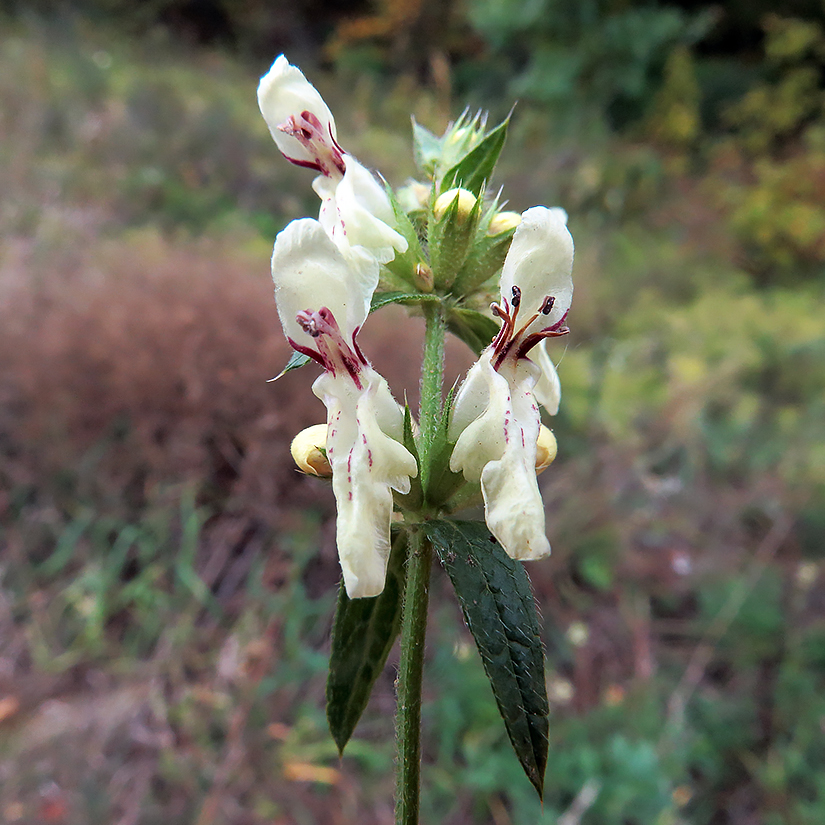 Изображение особи Stachys recta.