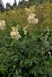 Filipendula ulmaria