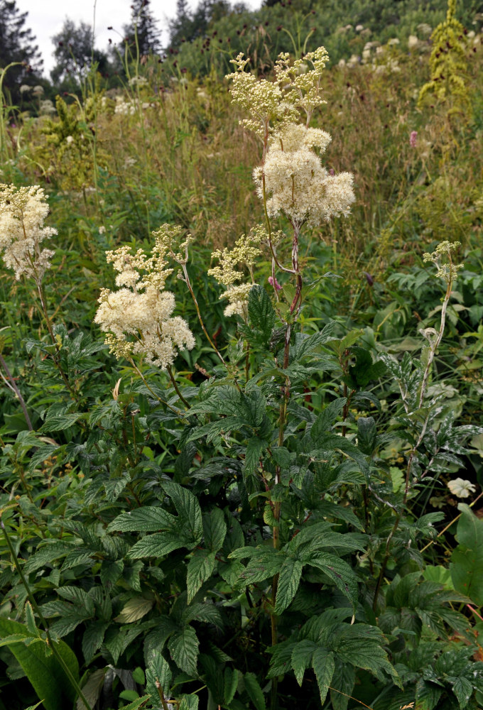 Изображение особи Filipendula ulmaria.