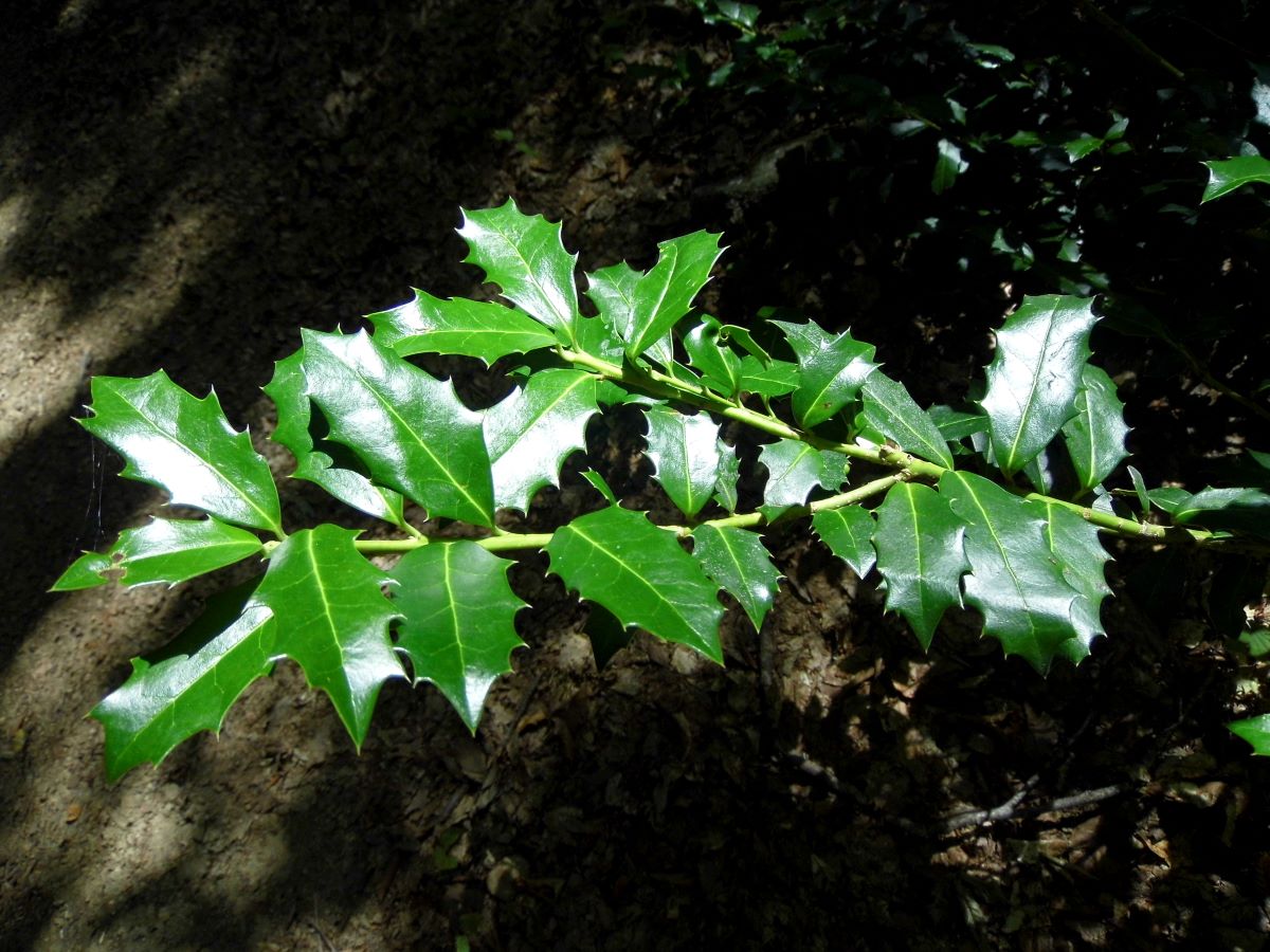 Image of Ilex colchica specimen.