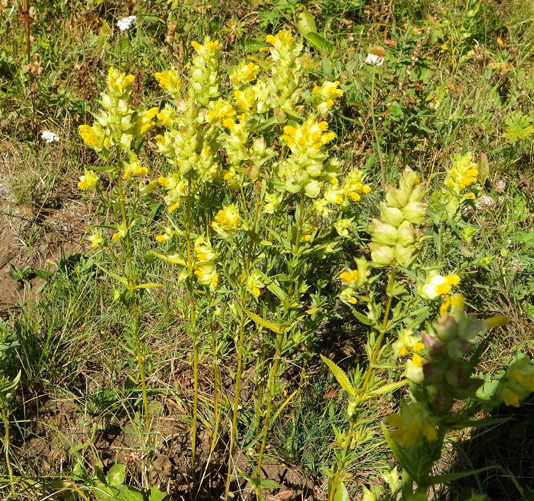 Изображение особи Rhinanthus vernalis.