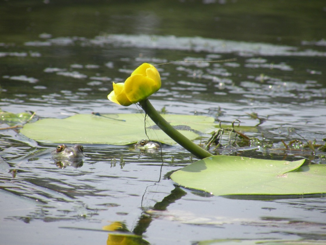 Image of Nuphar lutea specimen.