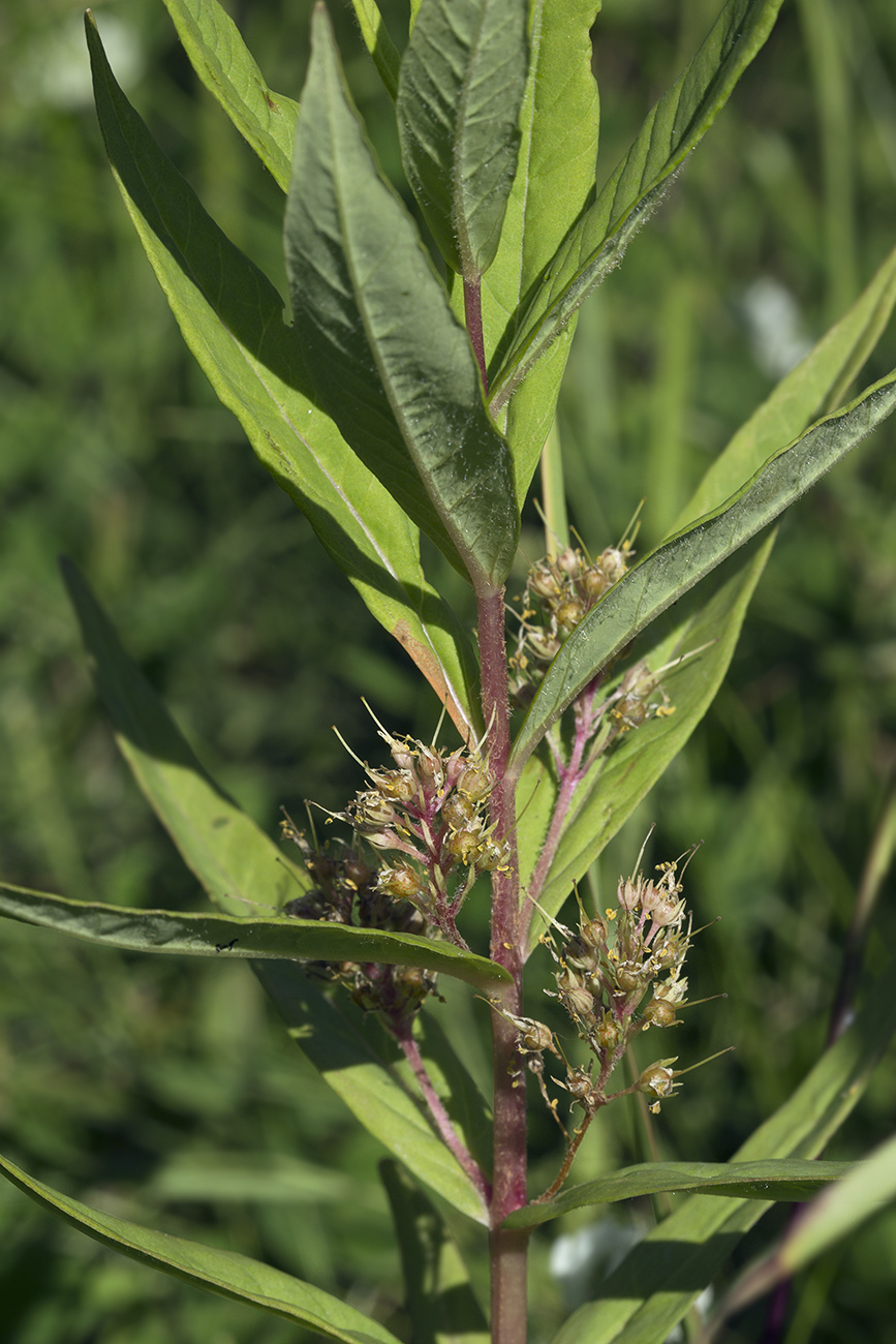 Изображение особи Naumburgia thyrsiflora.