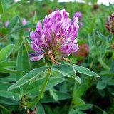 Trifolium medium