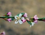 Polygonum pulchellum. Часть цветущего побега. Астраханская обл., окр. пос. Пойменный, кочковатый луг. 24.09.2019.