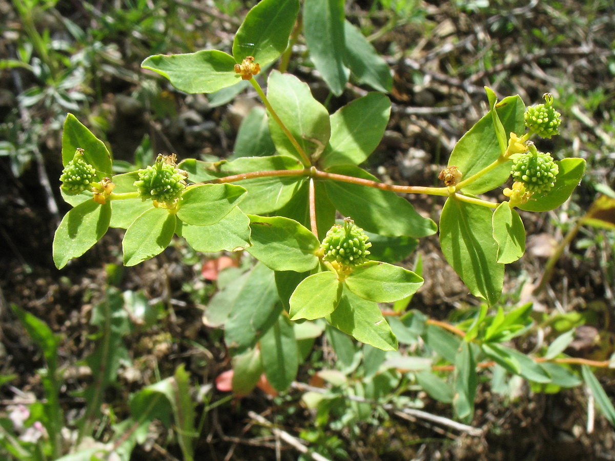 Изображение особи Euphorbia talastavica.