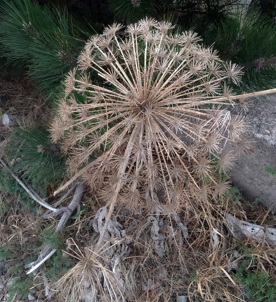 Изображение особи Heracleum stevenii.