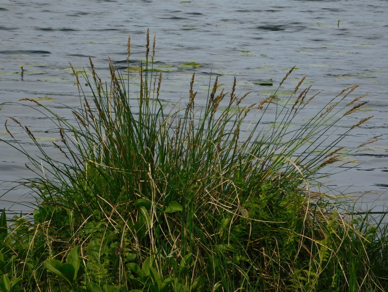 Image of Carex paniculata specimen.