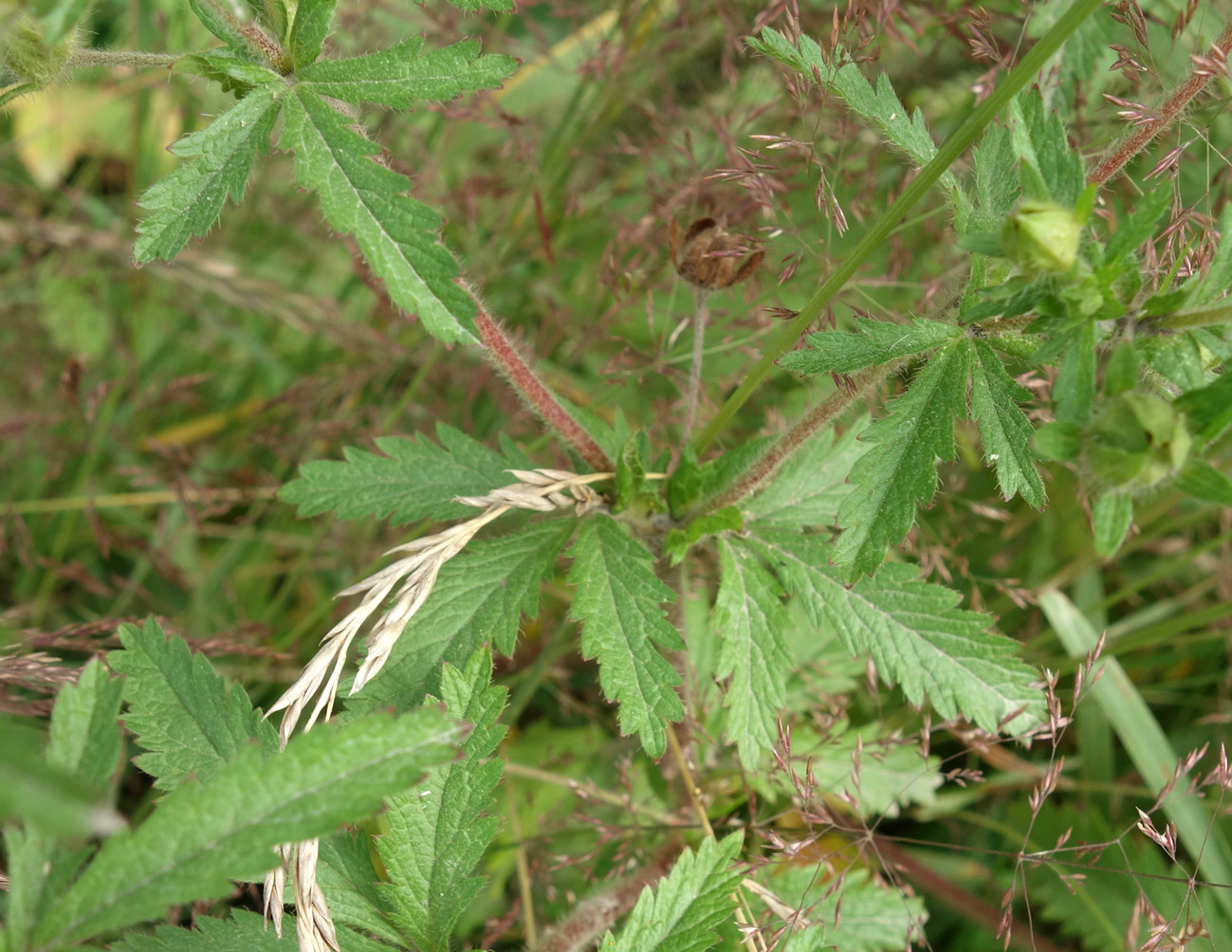 Изображение особи Potentilla norvegica.