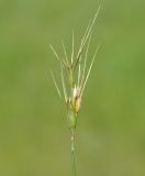 Aegilops peregrina. Соцветие. Республика Кипр, окр. г. Лимасол (Λεμεσός), огороженный участок земли недалеко от моря. 18.01.2020.