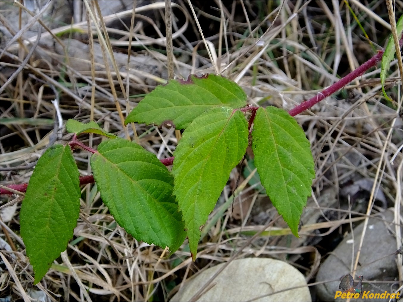 Image of Rubus serpens specimen.