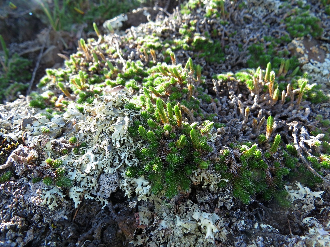 Изображение особи Selaginella rupestris.